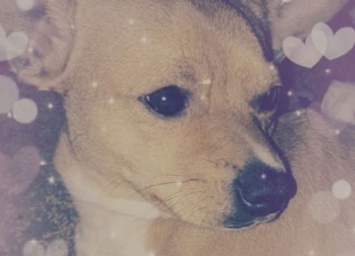 Kelsie Dolin pet dog